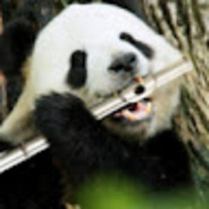 Meet your Posher, Alden